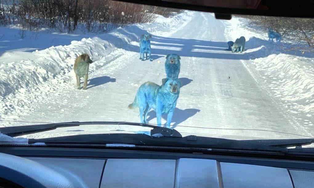 В России посинели собаки. В прямом смысле (фото)